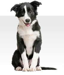 dogschool 2