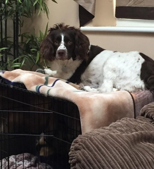 parsnip - spaniel
