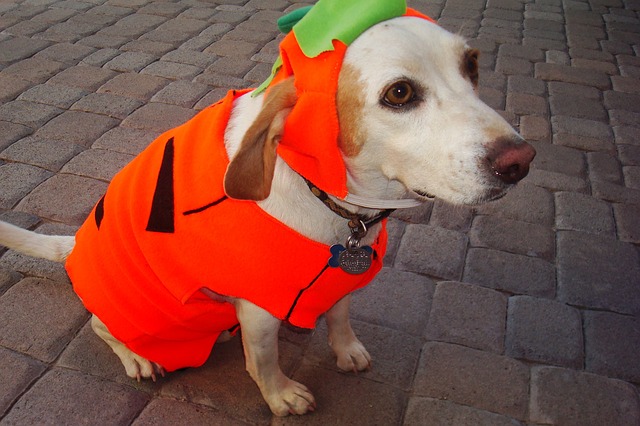 Dog in Halloween costume