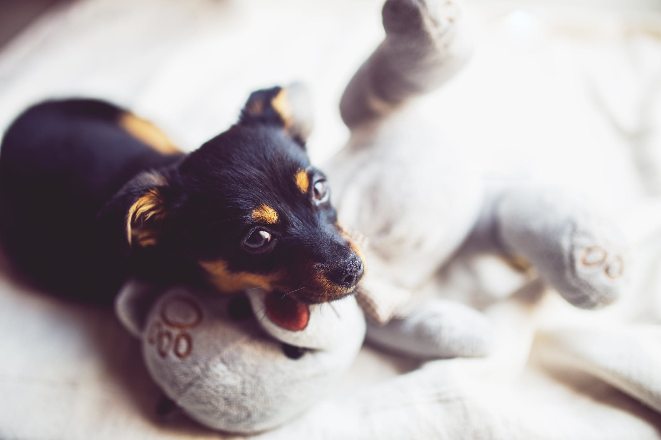 Why Do Puppies Bite WitsEnd Dog Training Behaviour