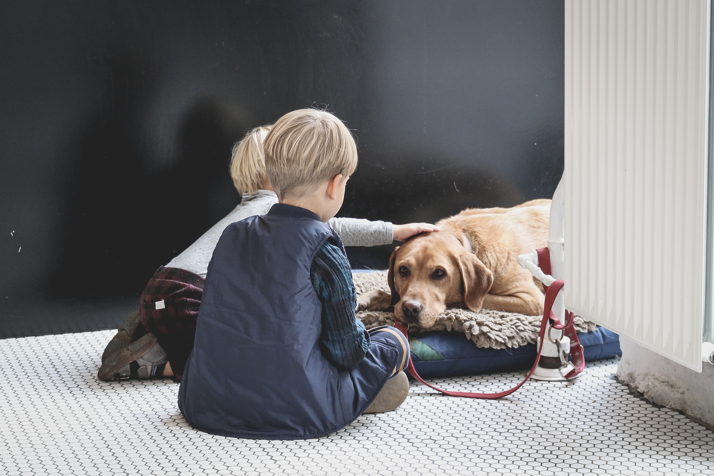 How to teach dogs to be around children WitsEnd Dog Training & Behaviour