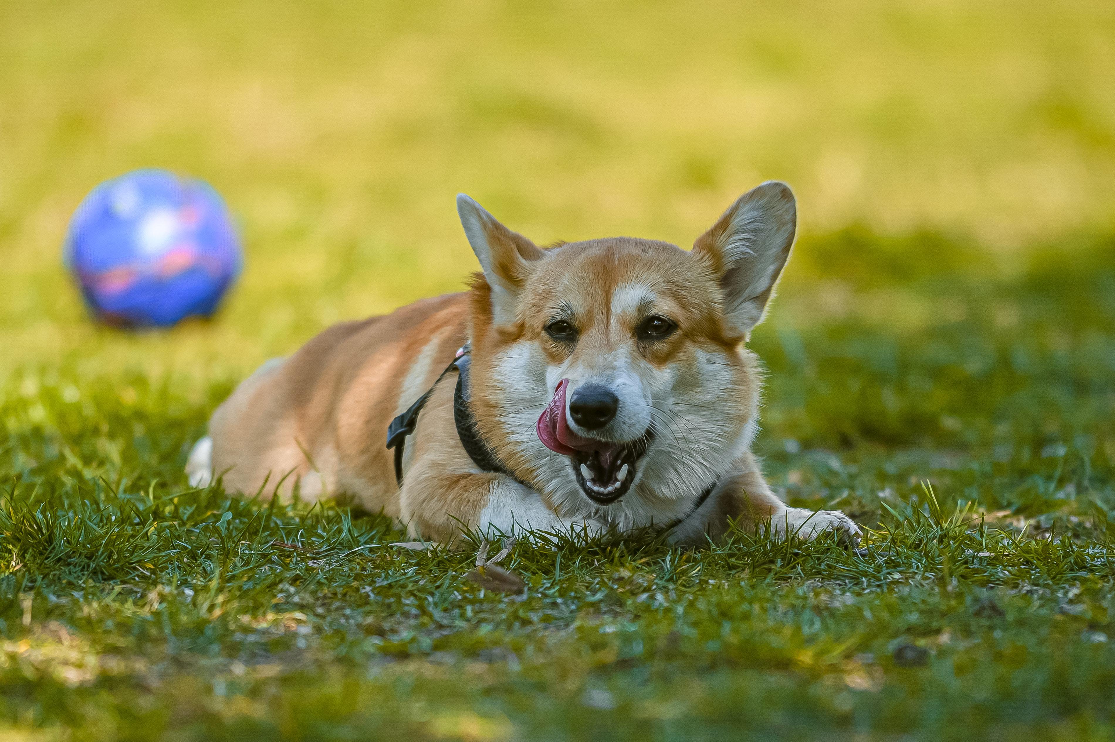 Why Do Dogs Lick Their Lips?