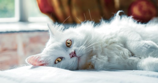 Cats