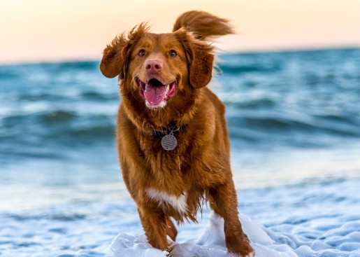 Pet Physiotherapy