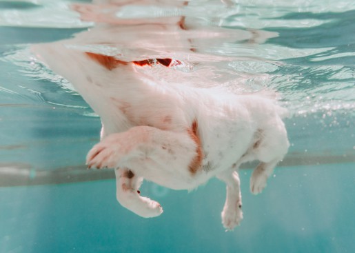 Dog Hydrotherapy