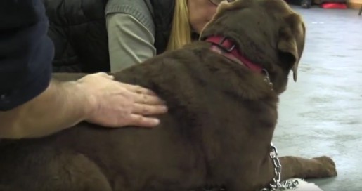 Dog undergoing physiotherapy
