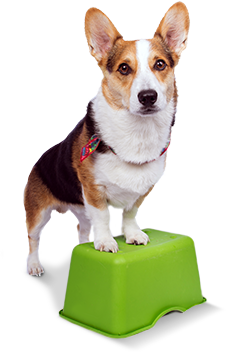 Advanced Dog Training