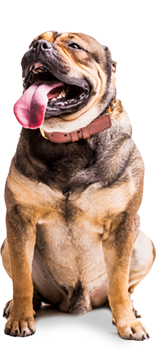 Dog Training Classes