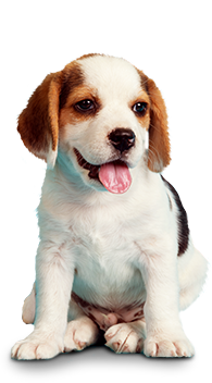 Puppy Training Classes