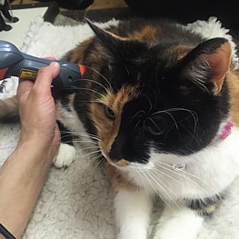 Cat Laser Therapy