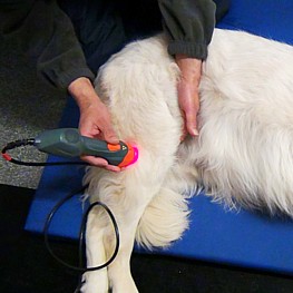 Dog Laser Therapy