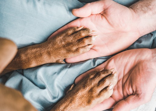 Pet Laser Therapy